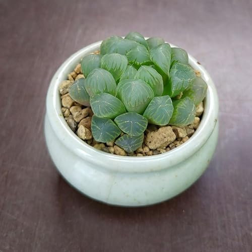 SUNNYPLANTS - Haworthia cooperi truncata, Haworthia obtusa, Haworthia, boutures Haworthia, plantes succulentes, graines de plantes succulentes, boutures de plantes succulentes, plantes grasses,