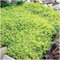 Kriech-Thymian Samen – Mehrjährige, Winterharte Bodendecker-Pflanze, Thymus Serpyllum Blumensamen für Garten, Balkon und Landschaftsgestaltung (500, Grün)