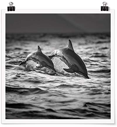 Bilderwelten Poster Kunstdruck Wanddeko Zwei springende Delfine Quadrat, Matt 30 x 30cm