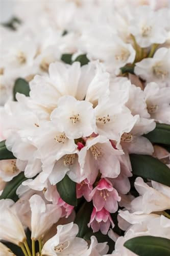 Rhododendron 'Taroko' - Winterharte Gartenpflanze, Yakushima-Zwerg-Rhododendron, Blühfreudig, 30-40cm, Immergrün