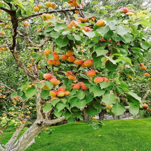 50 pcs pfirsichbaum für balkon samen - obstbaum ausgefallene geschenke seltene pflanzen,Prunus persica,pfirsich obstbäume deko pflanzen bio saatgut bonsai bäumchen kaufen winterfeste
