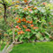 50 pcs pfirsichbaum für balkon samen - obstbaum ausgefallene geschenke seltene pflanzen,Prunus persica,pfirsich obstbäume deko pflanzen bio saatgut bonsai bäumchen kaufen winterfeste