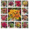 200 pcs Buntnessel Samen - geschenke für gartenliebhaber Buntnessel Samen - Coleus Blumei - exotische pflanzen winterhart pflanzensamen zimmerbonsai bonsai gartenarbeit balkonpflanzen