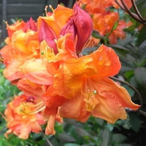Knap-Hill Azalee 'Orange' - Azalea knaphill 'Orange' - 40-50 cm - Topf - Farbenfroher Blütenstrauch für Garten