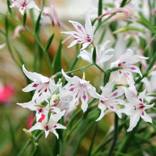bulbi di gladiolo perenni resistenti - di fiori, decorazione del soggiorno Bulbi da fiore perenni, resistenti, fiori primaverili fiori da giardino, forniture da giardino fiori 4pcs