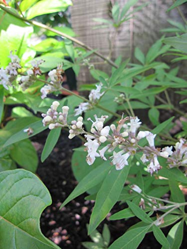 Weißer Mönchspfeffer - Vitex agnus-castus alba - Keuschbaum - 40-60cm