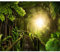decomonkey Fototapete Wald 350x256 cm XL Tapete Wandbild Wandbild Bild Fototapeten Tapeten Wandtapete Wandtapeten Natur Landschaft Brücke