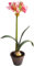 Botanic-Haus künstliche Amaryllis im braunen Kunststofftopf (Creme-pink)