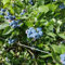 200 pcs bio heidelbeeren samen säulenobst, garten geschenk blaubeeren samen - Vaccinium corymbosum - ostergeschenke, samen zimmerpflanzen extrem winterharte kübelpflanzen, biosaatgut