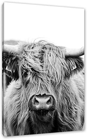 Pixxprint Highlandrind frontal in Schwarz-Weiss, Monochrome, Größe: 80x60cm, Leinwandbild, fertig gespannt, Wandbild, Dekoration, Kunstdruck, kein Poster