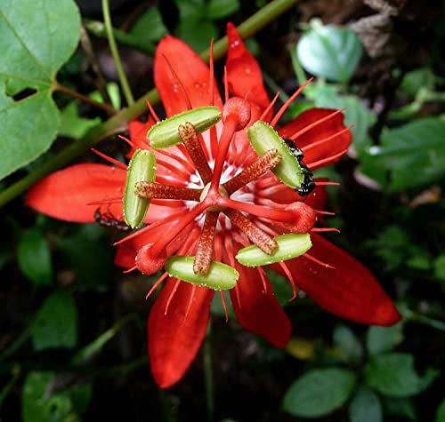 Passiflora coccinea pianta rampicante in vaso 7x7 cm Vivaio di Castelletto