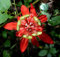 Passiflora coccinea pianta rampicante in vaso 7x7 cm Vivaio di Castelletto