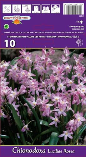 AGRONOM | STERNHYAZINTHEN - LUC. ROSEA | Mehrjährige Blumenzwiebeln | Rosa Blumen | Werden in Blumengärten, Töpfen angebaut, in blühenden Rasenflächen gepflanzt | Packung mit 10 Blumenzwiebeln