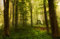 WALD Fototapete VLIES-500x280 cm (6598A)-Natur Landschaft Bäume Herbstwald Birken Fotokunst Wandtapete-Inkl. Kleister-Vliestapete Bild Dekoration Wand-Dekor Moderne Motiv-Tapete Panorama Poster XXL