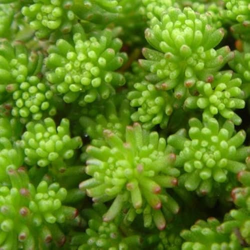 6x Orpin lydium - Sedum lydium - Godet 9x9cm