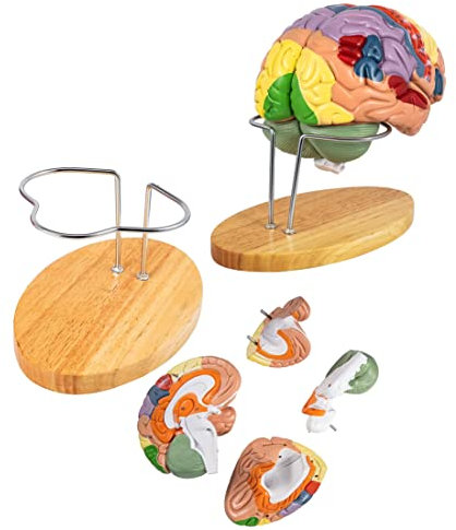 UIGJIOG 4-Teiliges Menschliches Gehirnmodell Anatomie Abnehmbare Struktur 22 × 17 × 16 cm Lebensgröße Menschliches Gehirn Anatomisches Modell 9Farbcodiertes Gehirn, Das Das Menschliche Gehirn Lehrt