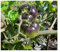 Stk - 8x Indigo Rose Schwarze Tomaten Gemüse Pflanzen - Samen A195 - Seeds & Plants Shop by Ipsa