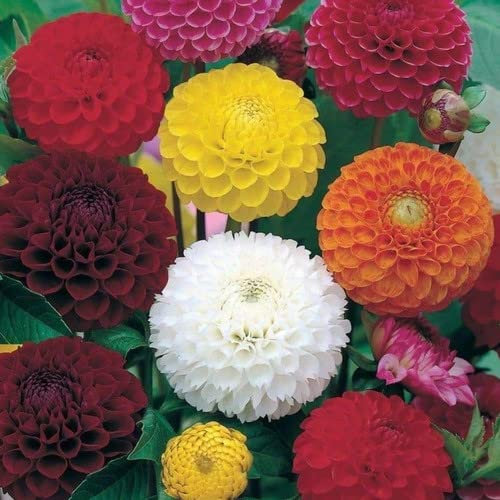 Plant World Seeds - Dahlia Variabilis 'Pompone Double Mix' Seeds (Annual/Perennial Flower Seeds)