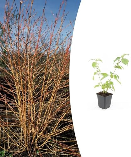 Cornus sanguinea 'Anny's Winter Orange' | 20 pièces - 10-25cm - Ø9cm - Plante de jardin