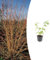 Cornus sanguinea 'Anny's Winter Orange' | 20 pièces - 10-25cm - Ø9cm - Plante de jardin