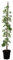 Plant in a Box - Campsis 'Mme Galen' XL - Gartenpflanze - Kletterpflanze - 17 cm - Höhe 110-120 cm