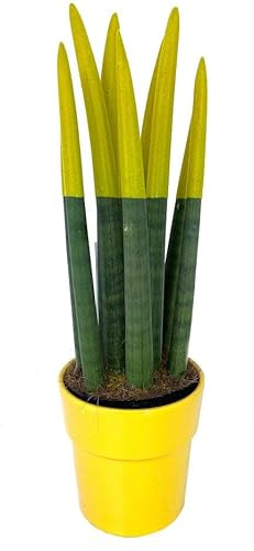 PLANTA NATURAL SANSEVIERIA CILINDRICA PINTADA M12 40CM PERFECTA PARA DECORACIÓN DE INTERIOR (Amarillo)
