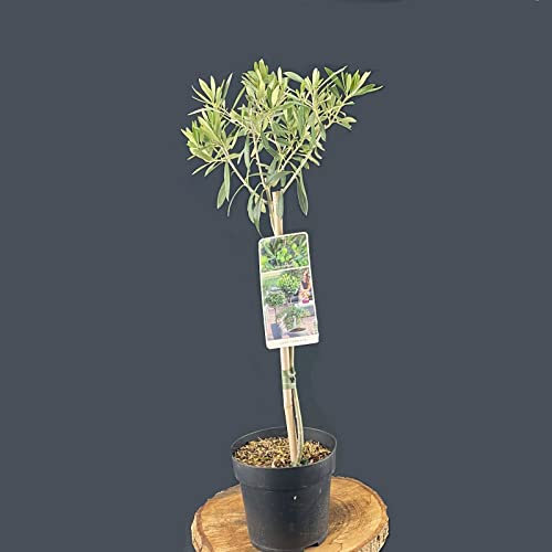 Olivenbaum auf Stamm - Olea europaea