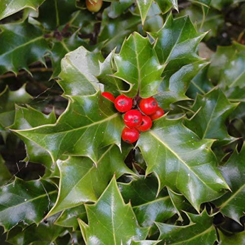 Portal Cool Fairy nsamen X20 Stechpalme (Ilex aquifolium) Baum oder w, wie ein St,