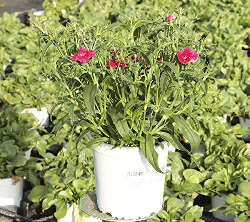 Clavel Chino Flor Natural de Calidad Planta Ornamental para Terraza y Jardín