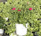 Clavel Chino Flor Natural de Calidad Planta Ornamental para Terraza y Jardín