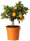 Calamondino in Vaso Ø15 cm – Agrume Ornamentale e Fruttifero – Prodotto in Sicilia dal Vivaio uJardinu – Pianta da Interno o Esterno, Sempreverde e Resistente