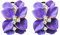 Navachi Omega Orecchini placcati in oro da 18 k, smaltati, in cristallo, a forma di fiore con foglie e 18ct base metallo placcato oro, colore: Purple, cod. HB6-2007-5