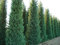 Cipresso di Leyland Cupressocyparis leylandii in vaso ø18 cm h. 100/120 cm Vivaio di Castelletto