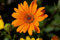 Frescos 2000 semillas - Semillas de flor de la margarita naranja africanos