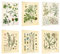 Vintage-Kunstdrucke, Vintage-Kunstdrucke, Zeichnungen – Botanische Pflanzen – 7 – helle Farben und lebendige Bilder – 20,3 x 25,4 cm – Set von 6 – ungerahmt