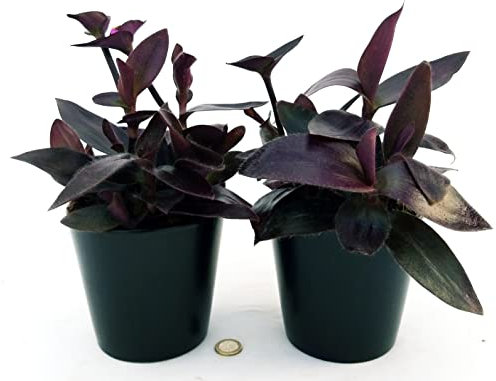 POWERS TO FLOWERS - TRADESCANTIA SETCREASEA PALLIDA, TRADESCANTIA DA ESTERNO RIFIORENTE, 2 PIANTE, VASO 12CM Diametro, piante vere