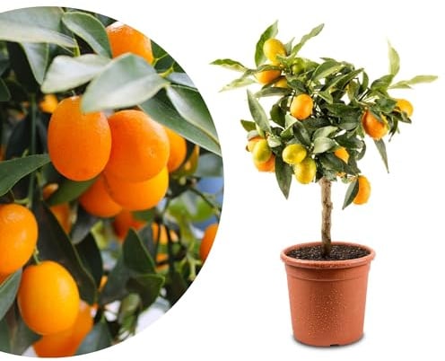 Meine Orangerie Mini-Zitruspflanze im Ø15 cm Topf – Calamondin, Kumquat, Chinotto, Zitrone u.v.m. – Höhe inkl. Topf ca. 40–50 cm – Mediterranes Flair für Balkon & Wohnung (Kumquat)