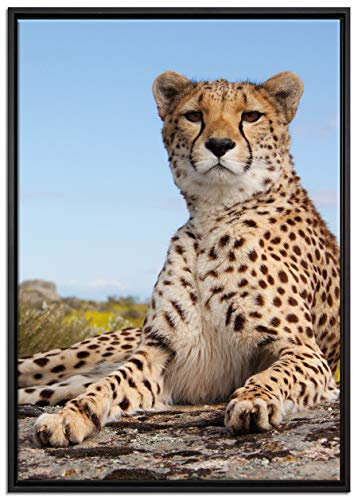 Pixxprint Gepard in Savanne Leinwandbild 100x70 cm im Bilderahmen, Wandbild, Schattenfugenrahmen, Kein Poster