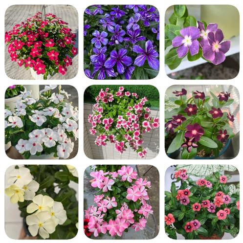 immergrüne bodendecker samen, stauden,gartenpflanzen winterhart mehrjährig immergrüne pflanzen blumenwiese samen mehrjährig winterhart,kleines geschenk für frauen blumen,hochbeet 250pcs
