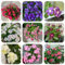 immergrüne bodendecker samen, stauden,gartenpflanzen winterhart mehrjährig immergrüne pflanzen blumenwiese samen mehrjährig winterhart,kleines geschenk für frauen blumen,hochbeet 250pcs