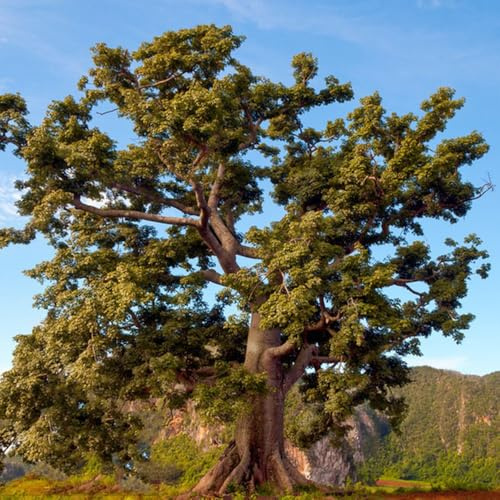 Baobab - Affenbrotbaum - gartendeko für draußen hochbeet bonsaibaum kübelpflanzen outdoor winterharte stauden für pralle sonne topfpflanzen draußen winterhart zimmergewächshaus 20samen