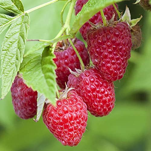 2 x Raspberry Tulameen Plants - 20-30cm in Height - High Yielding Raspberry Bushes