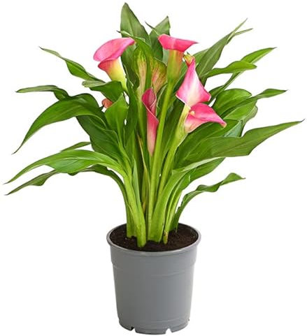 Cala Natural Planta con Grandes Flores Llamativas