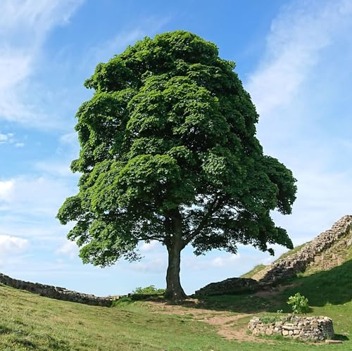 Vivai le Georgiche - Pianta vera di Acero pseudoplatanus - altezza alla vendita 180-200 cm