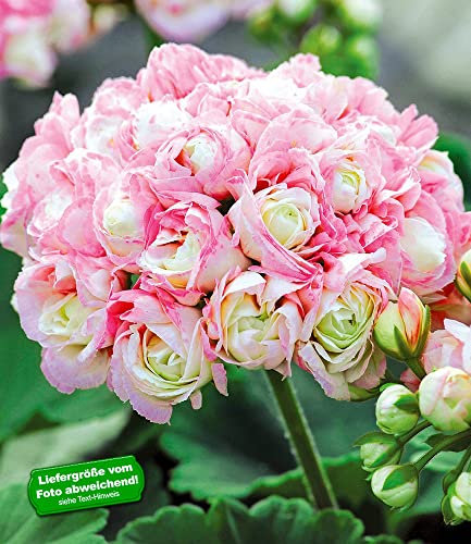 BALDUR Garten Stehende Geranie Appleblossom, 3 Pflanzen Pelargonium zonale Rarität
