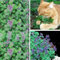 Générique 50 Pcs Cataire Graines Nepeta Cataria Graines Cataire Catmint Jardin Herbe Plante Bonsaï Chats Collations Graine de cataire 95