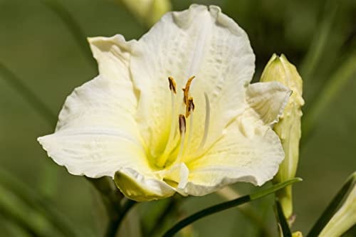 Taglilie 'Joan Senior' im Topf Hemerocallis winterhart duftend Staudenbeet | Aufrecht buschig, 60-90 cm, weiße duftende Blüten Juni bis August, sonnig bis halbschattig, winterhart bis -20 °C