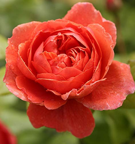 Englische Rose Summer Song® 30-60cm