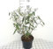 Buddleja dav. 'Royal Red' - Schmetterlingsstrauch 40-60 cm Container