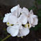 Winterharte Geranien Samen Hängend (Pelargonium Hortorum) Hängegeranien, Blumensamen, Balkonblumen Blumen Geschenk Geschenke Für Gärtner - 50 Pelargonien Pflanzen Saatgut (Weiß)